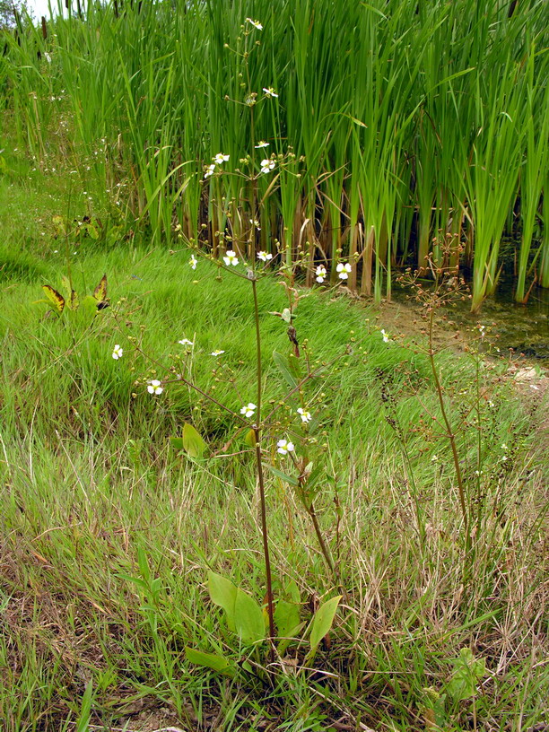 Common water-plantain: lt:Gyslotinis dumblialaiškis (Alisma plantago-aquatica) Šeima. lt:Dumblialaiškiniai (Alismataceae) Foto: Algirdas , 2006 m. liepos 24 d., Lietuva