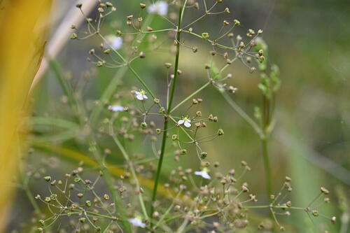 Common water-plantain (Alisma plantago-aquatica)