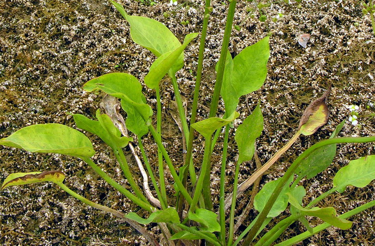 Common water-plantain: lt:Gyslotinis dumblialaiškis (Alisma plantago-aquatica), lapai Šeima. lt:Dumblialaiškiniai (Alismataceae) Foto: Algirdas , 2006 m. liepos 24 d., Lietuva