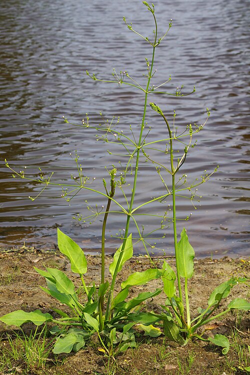 Common water-plantain: Habitus of Common Water-plantain , Alisma plantago-aquatica , with fully developed inflorescence (but closed blossoms in the morning).