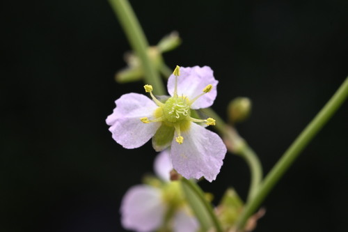 Common water-plantain (Alisma plantago-aquatica)