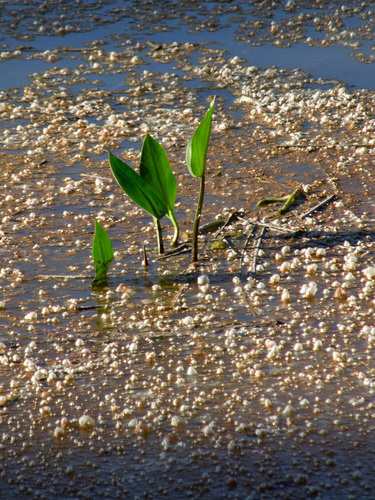Common water-plantain (Alisma plantago-aquatica)