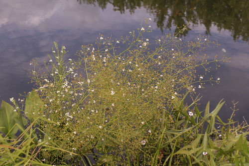 Common water-plantain (Alisma plantago-aquatica)