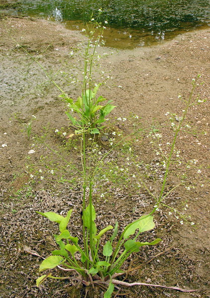 Common water-plantain: lt:Gyslotinis dumblialaiškis (Alisma plantago-aquatica) Šeima. lt:Dumblialaiškiniai (Alismataceae) Foto: Algirdas , 2006 m. liepos 24 d., Lietuva
