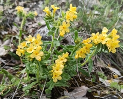 Alkanna primuliflora (Alkanna primuliflora)