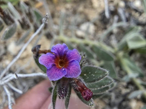 Alkanna pseudotinctoria (Alkanna pseudotinctoria)