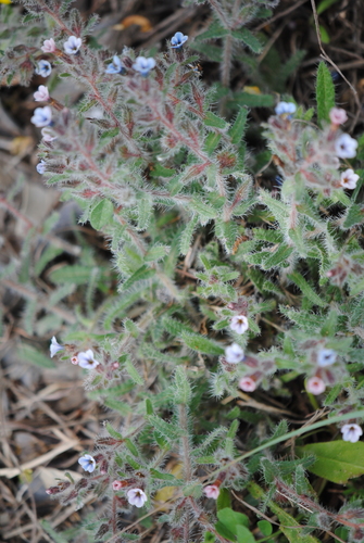 Alkanna sieberi (Alkanna sieberi)