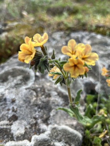 Alkanna stribrnyi (Alkanna stribrnyi)