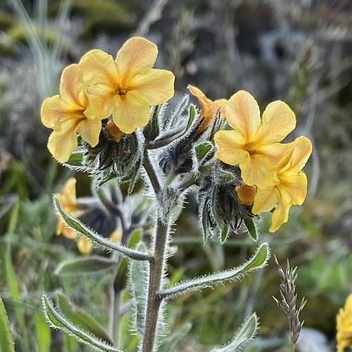 Alkanna stribrnyi (Alkanna stribrnyi)