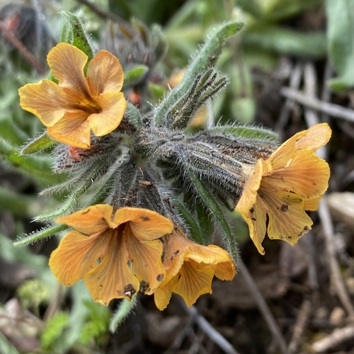 Alkanna stribrnyi (Alkanna stribrnyi)