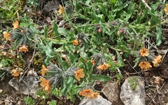 Alkanna stribrnyi (Alkanna stribrnyi)