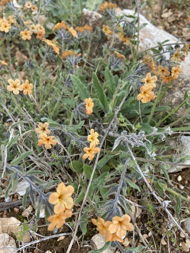 Alkanna stribrnyi (Alkanna stribrnyi)
