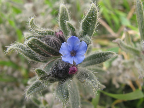 Alkanna strigosa (Alkanna strigosa)