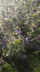 Alkanna strigosa (Alkanna strigosa)