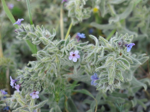 Alkanna strigosa (Alkanna strigosa)