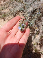 Alkanna strigosa (Alkanna strigosa)