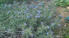 Alkanna strigosa (Alkanna strigosa)