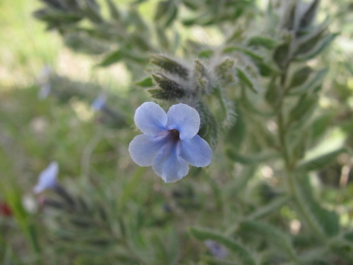 Alkanna strigosa (Alkanna strigosa)