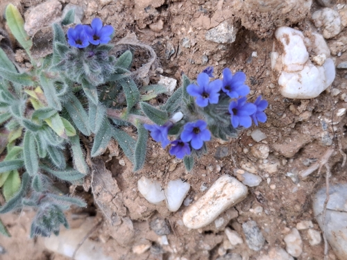 Alkanna (Alkanna tinctoria)