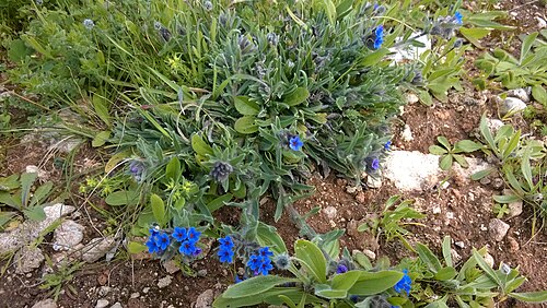 Alkanna: Pianta