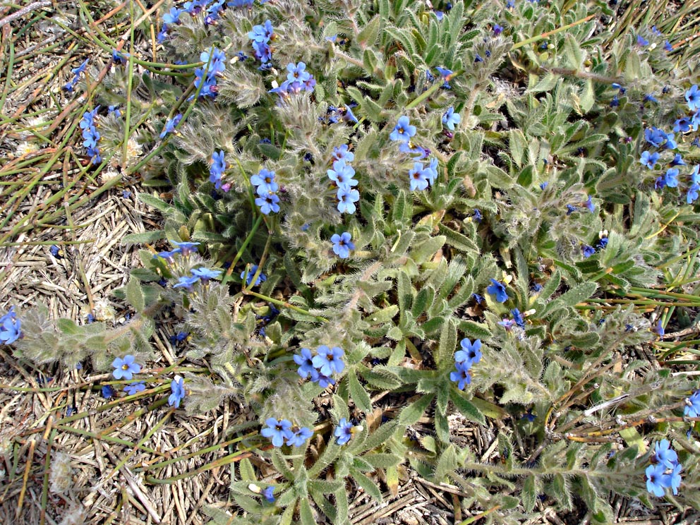 Alkanna (Alkanna tinctoria)