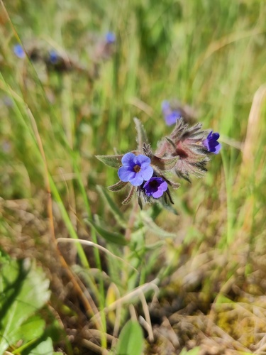 Alkanna (Alkanna tinctoria)
