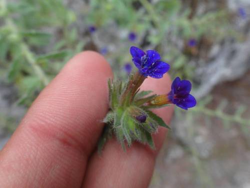 Alkanna (Alkanna tinctoria)