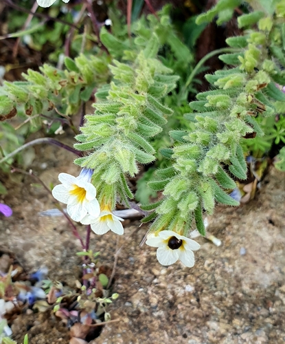 Alkanna (Alkanna tinctoria)