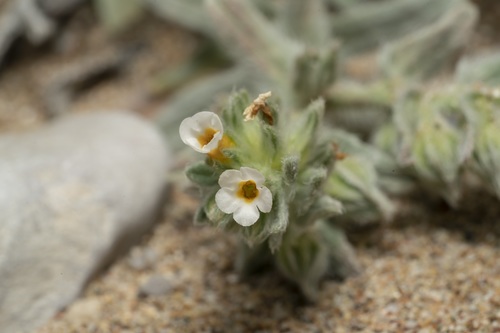 Alkanna (Alkanna tinctoria)