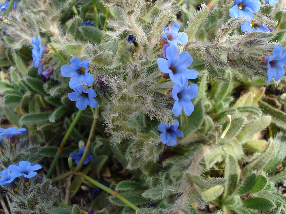 Alkanna (Alkanna tinctoria)