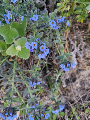 Alkanna (Alkanna tinctoria)
