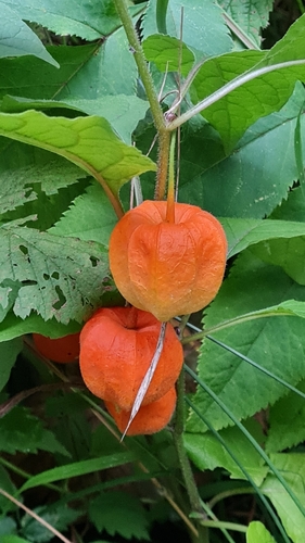 Strawberry groundcherry (Alkekengi officinarum)