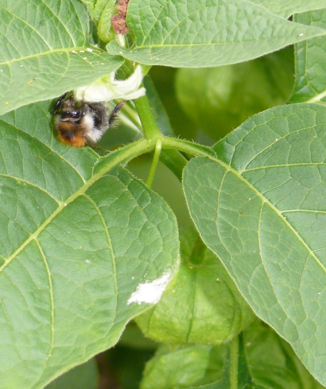 Strawberry groundcherry: Common Carder-Bee (Bombus pascuorum) visiting a Bladder cherry (Physalis alkekengi) flower. Photo taken: North Rhine-Westphalia, Germany; 2013-07-26; ~17:00.