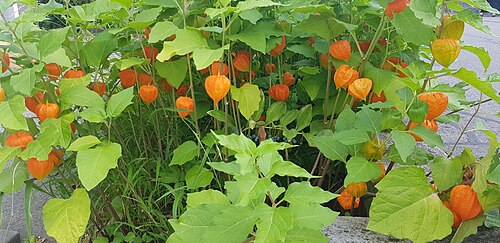 Strawberry groundcherry: Chinese Lantern Plant
