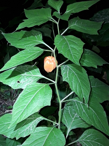 Strawberry groundcherry (Alkekengi officinarum)