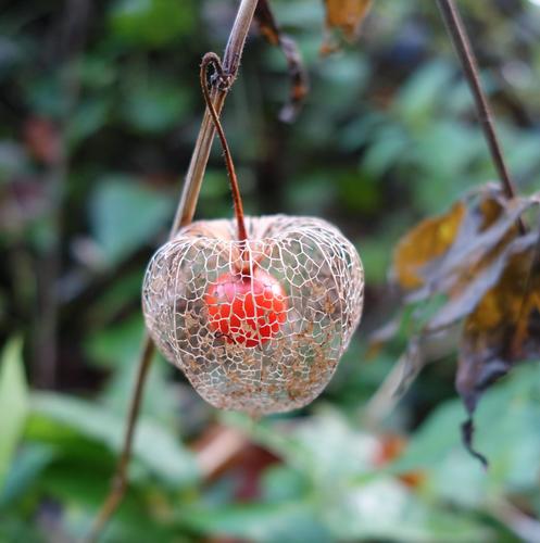 Strawberry groundcherry (Alkekengi officinarum)