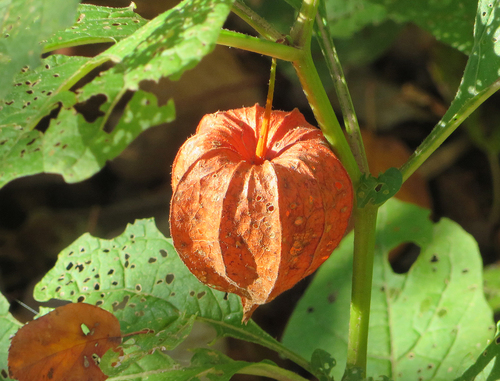 Strawberry groundcherry (Alkekengi officinarum)