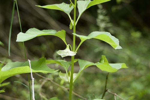 Strawberry groundcherry (Alkekengi officinarum)