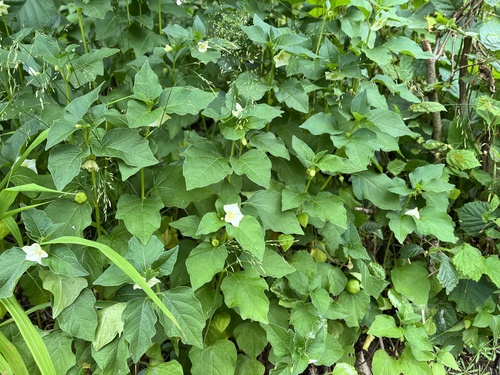 Strawberry groundcherry (Alkekengi officinarum)