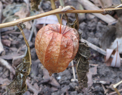 Strawberry groundcherry (Alkekengi officinarum)