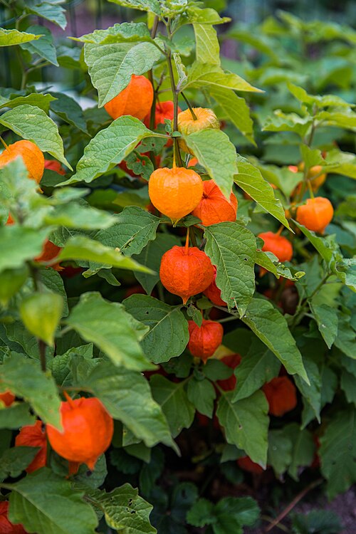 Strawberry groundcherry: Autumn in a park in Helsinki