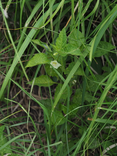 Strawberry groundcherry (Alkekengi officinarum)