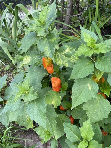 Strawberry groundcherry (Alkekengi officinarum)