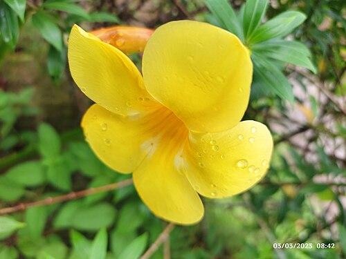 Golden trumpet: Bunga Alamanda chatartica. Foto diambil di Jambi, Indonesia