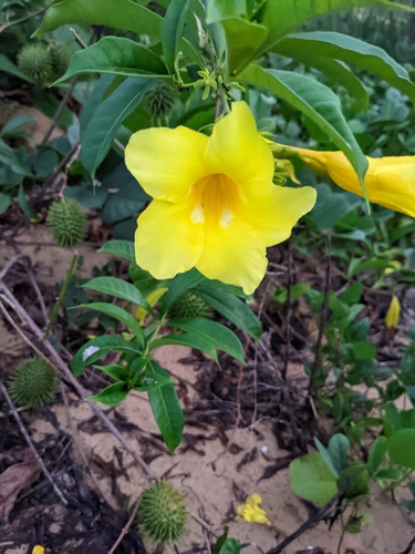 Golden trumpet (Allamanda cathartica)