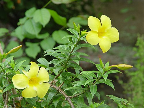 Golden trumpet: The garden flower, Allamanda Cathartica also known as Yellow Bell, Golden Trumpet, Buttercup Flower or Har-kakra in Bengali. Photograph taken in mid-monsoon at 