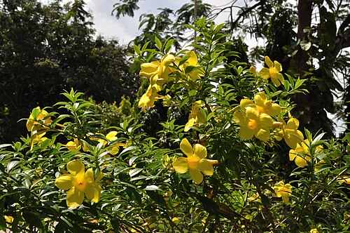 Golden trumpet: The garden flower, Allamanda Cathartica also known as Yellow Bell, Golden Trumpet, Buttercup Flower or Har-kakra in Bengali. Photograph taken in mid-monsoon at 