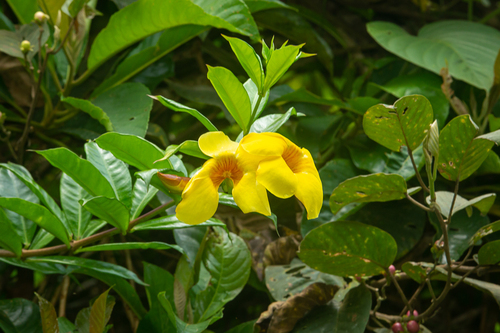Golden trumpet (Allamanda cathartica)