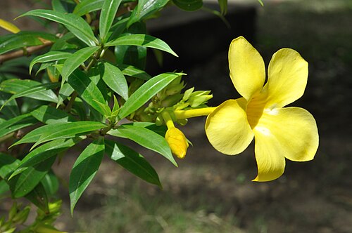 Golden trumpet: The garden flower, Allamanda Cathartica also known as Yellow Bell, Golden Trumpet, Buttercup Flower or Har-kakra in Bengali. Photograph taken in mid-monsoon at 