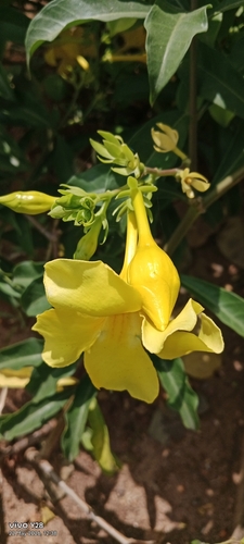 Golden trumpet (Allamanda cathartica)